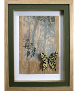 Collection Papillon Ziiart PN13 encadrement avec un passe-partout vert foncé